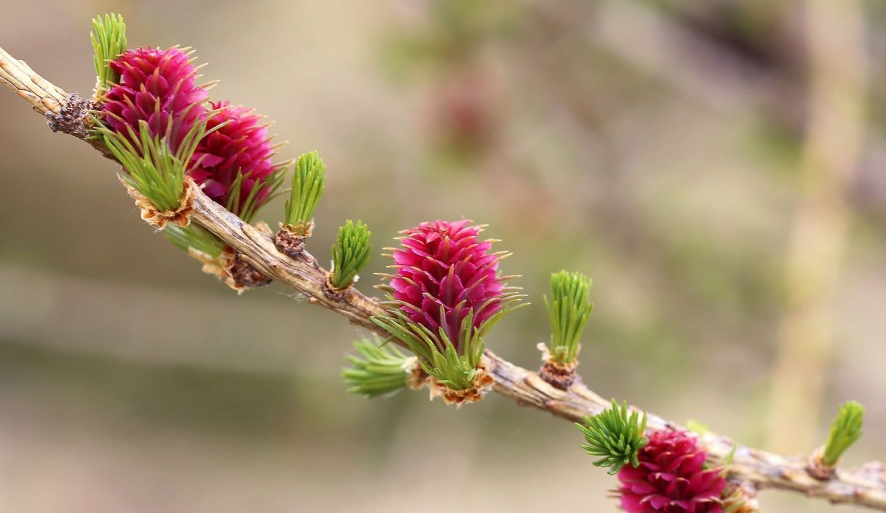 Лиственница европейская Пендула