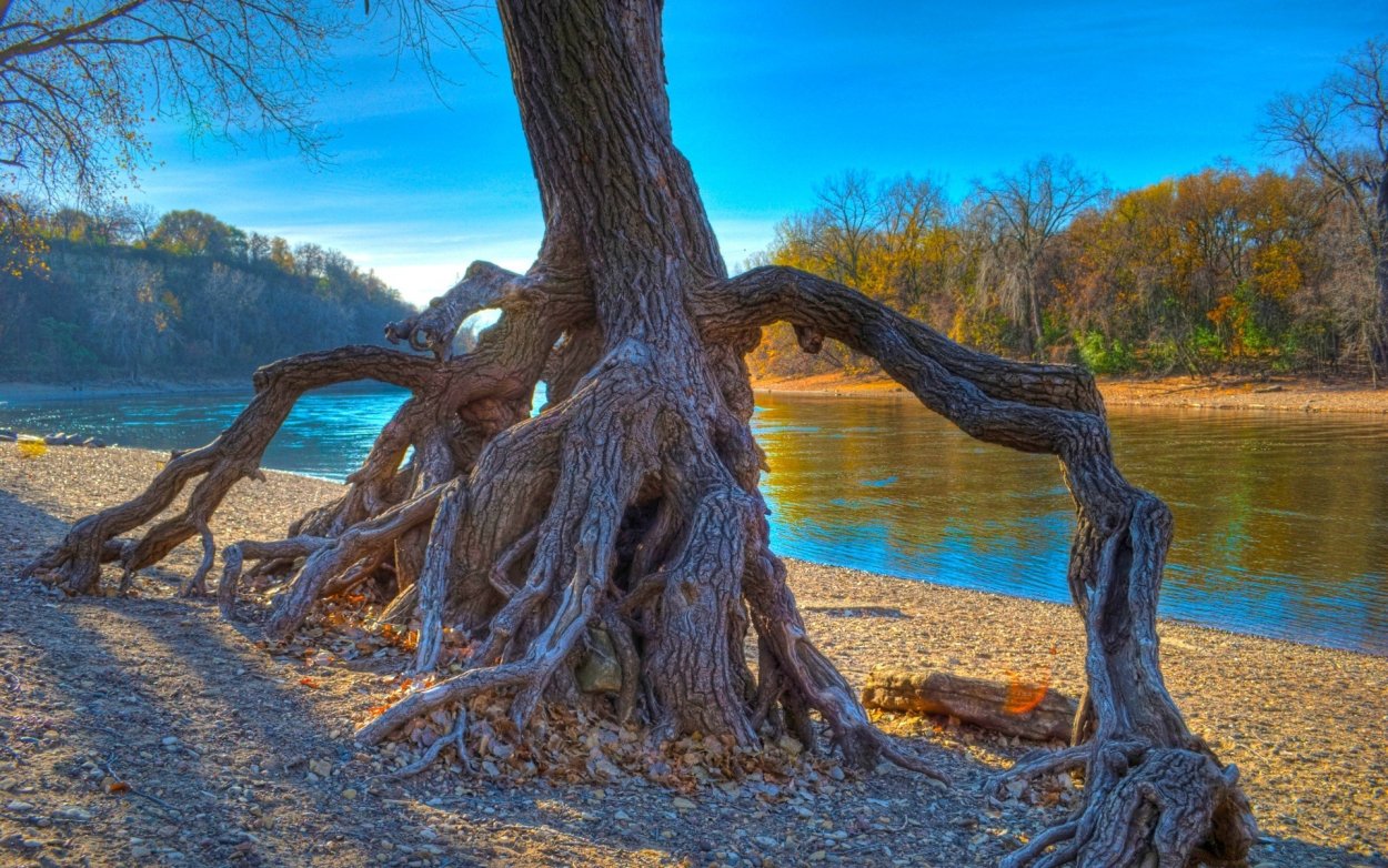 Водное дерево