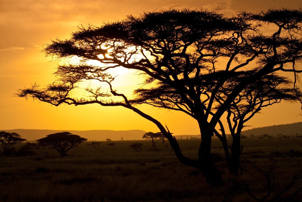 Национальный парк Серенгети фикусы