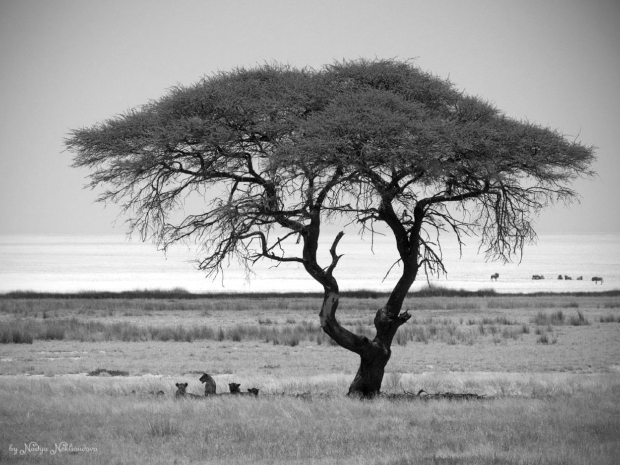 Баобаб Тарангире