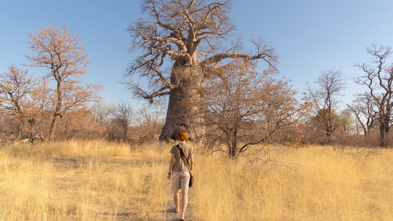 Африканская зонтичная Акация