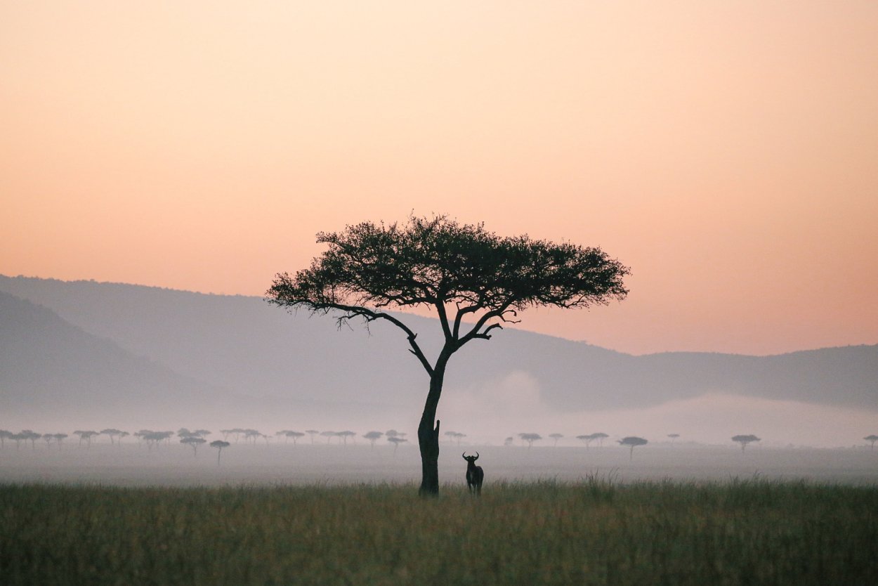 Африканская зонтичная Акация