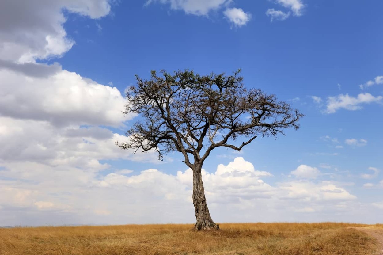 Засуха в саванне