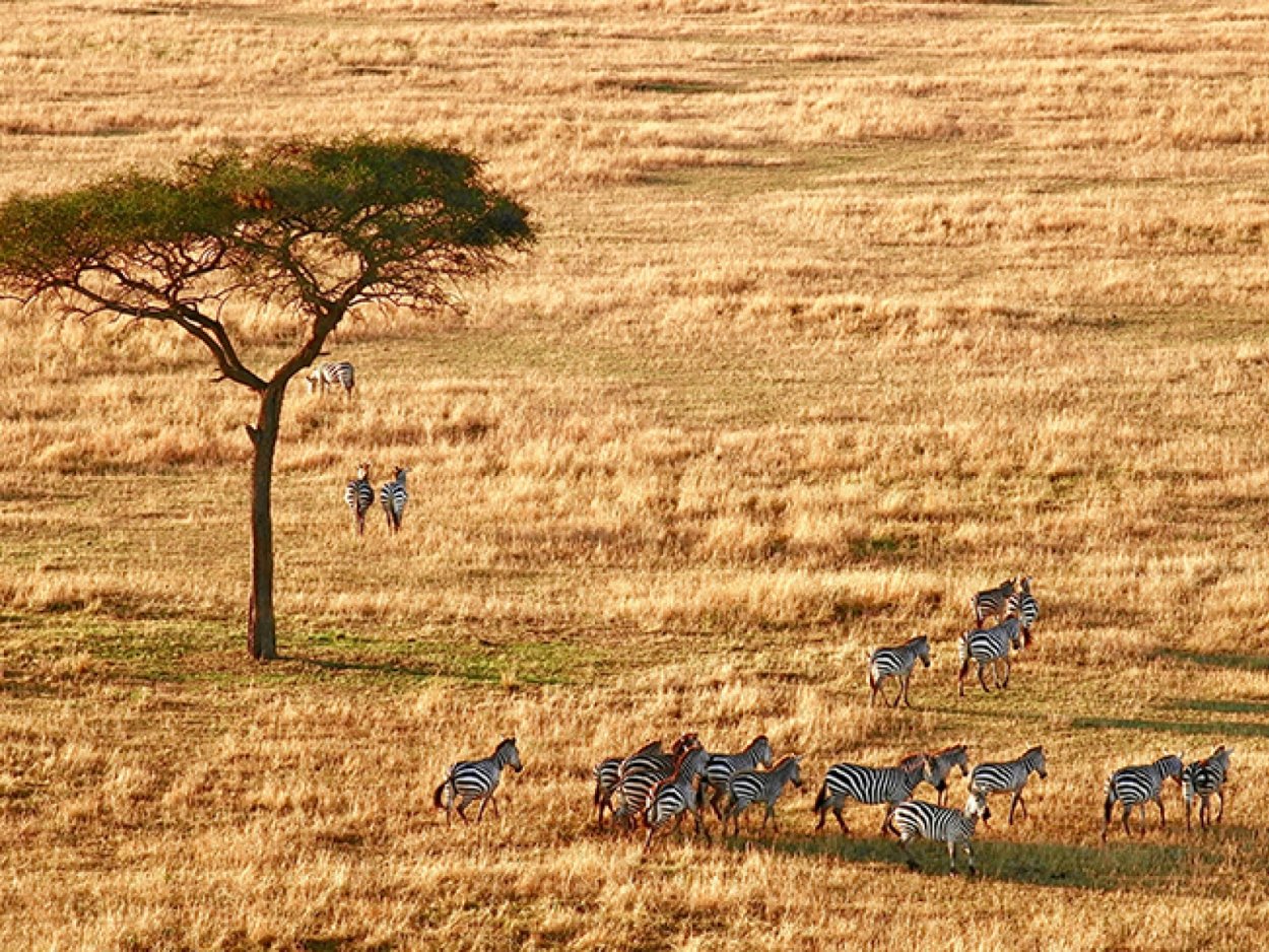 Растительный мир саванны в Африке