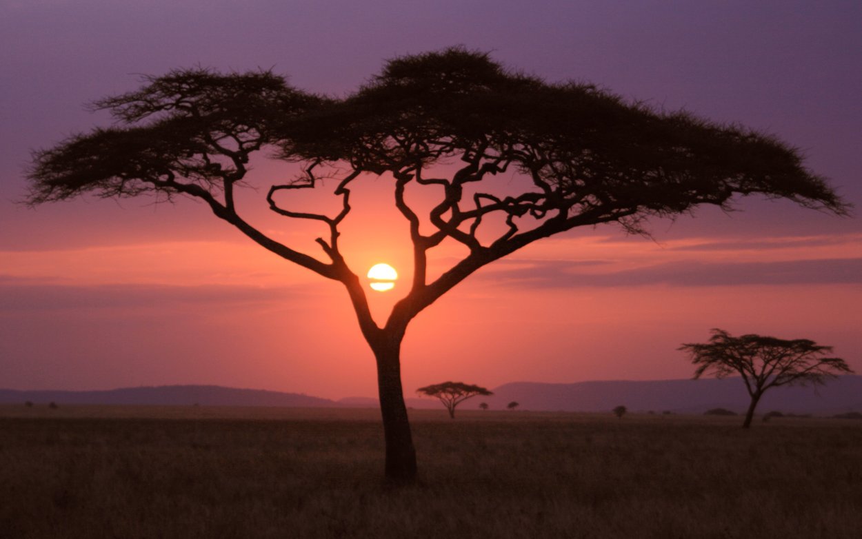 Остров Ява дерево Анчар
