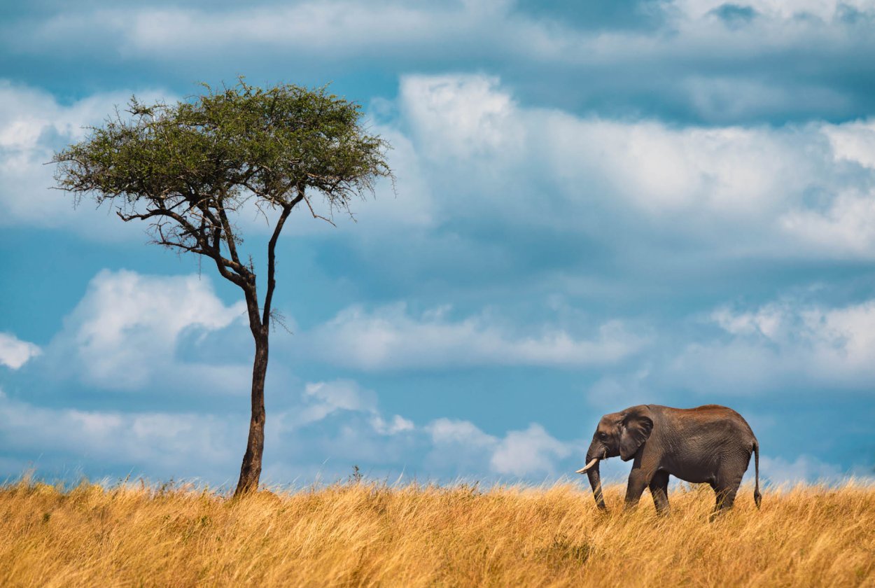 Саванна зимой