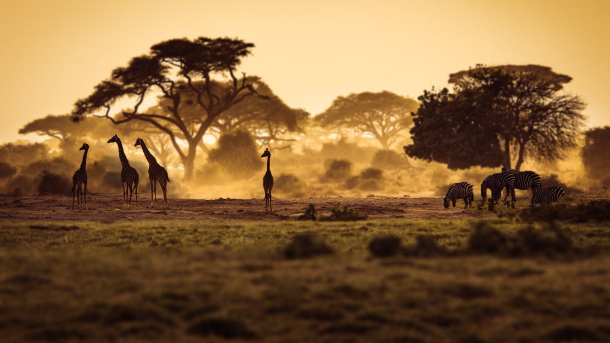 Саванна серая