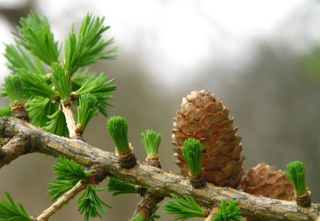 Larix eurolepis