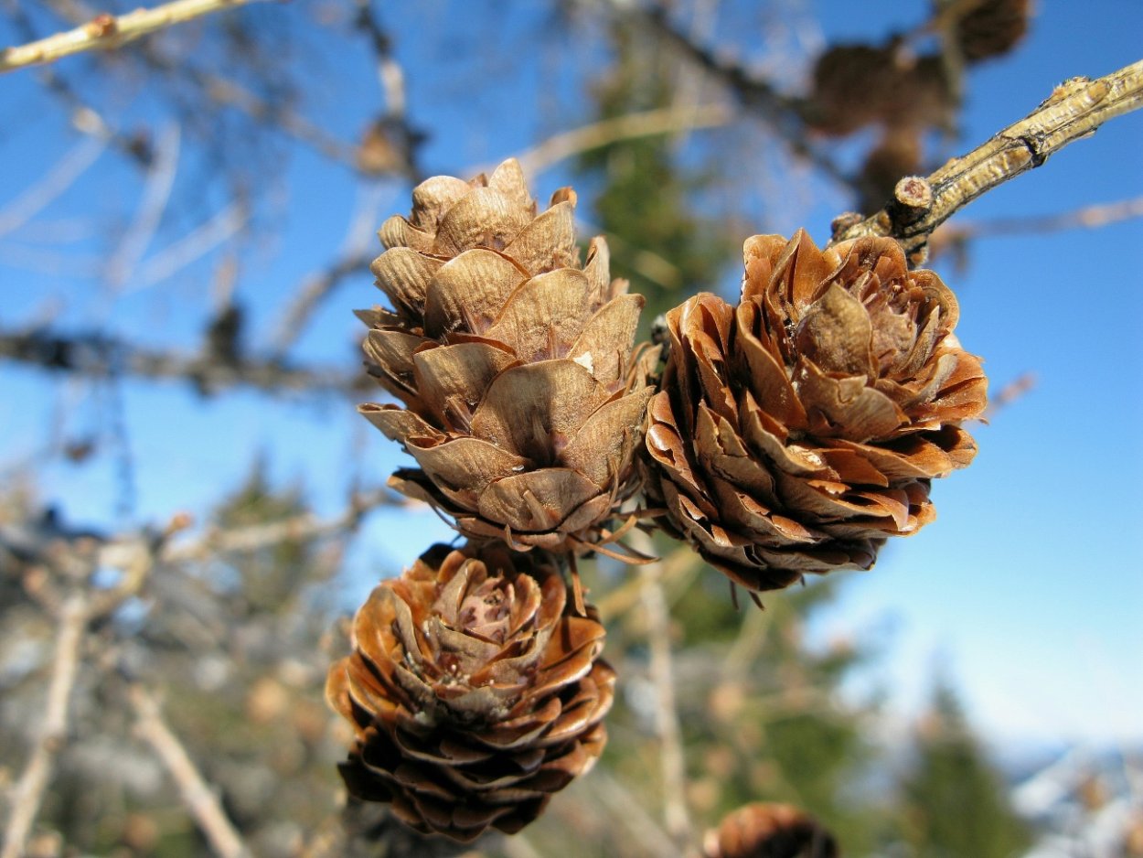Лиственница дерево шишки