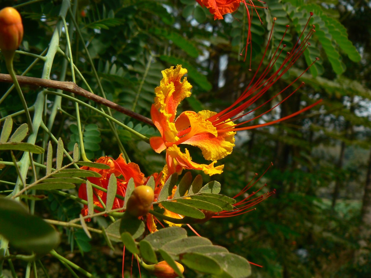 Цезальпиния бобовая