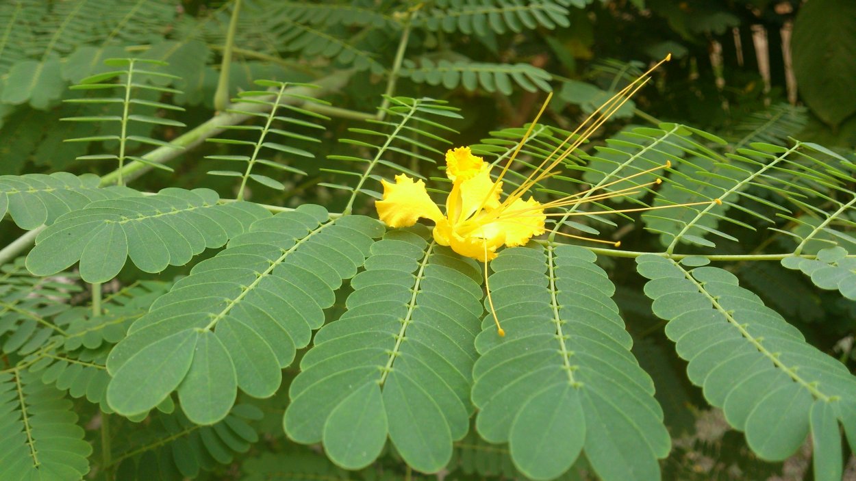 Цезальпиния Джиллиса