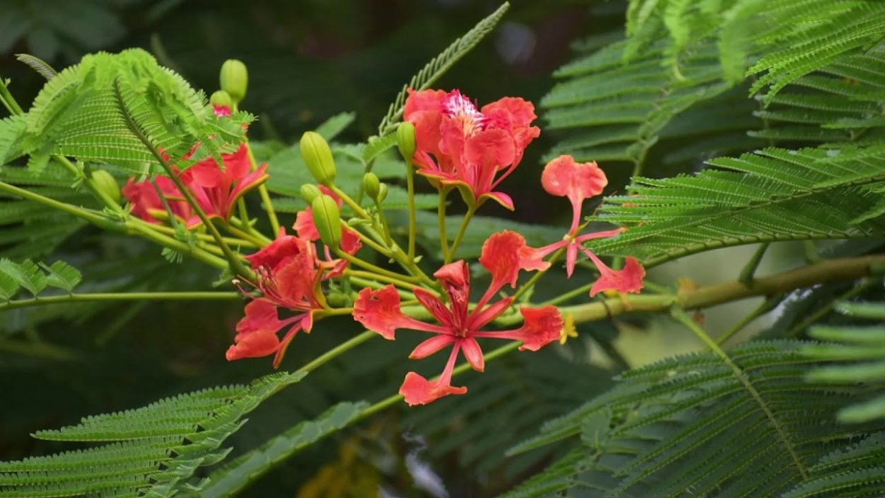 Цезальпиния красивейшая Барбадос
