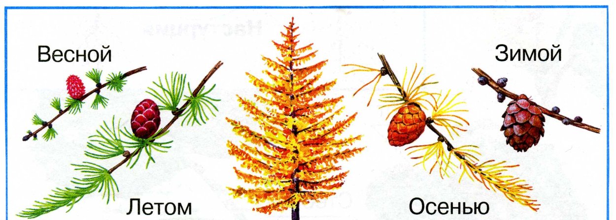 Хвоинки лиственницы рисунок