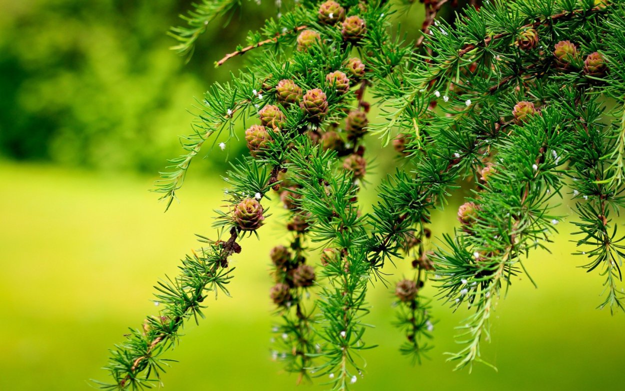 Хвойная веточка лиственница