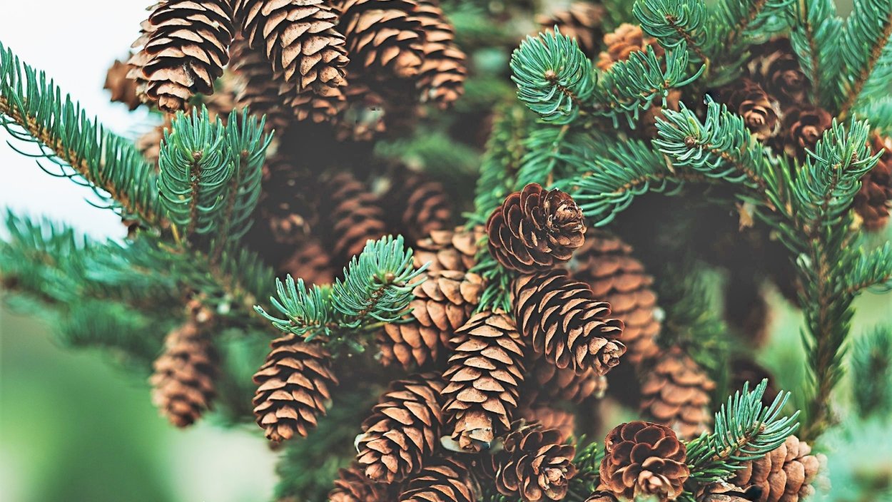 Кедр хвоя и шишки