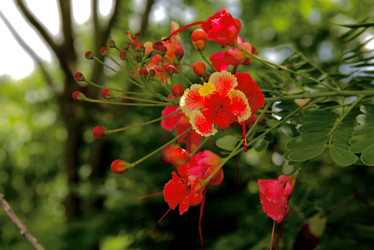 Цезальпиния колючая