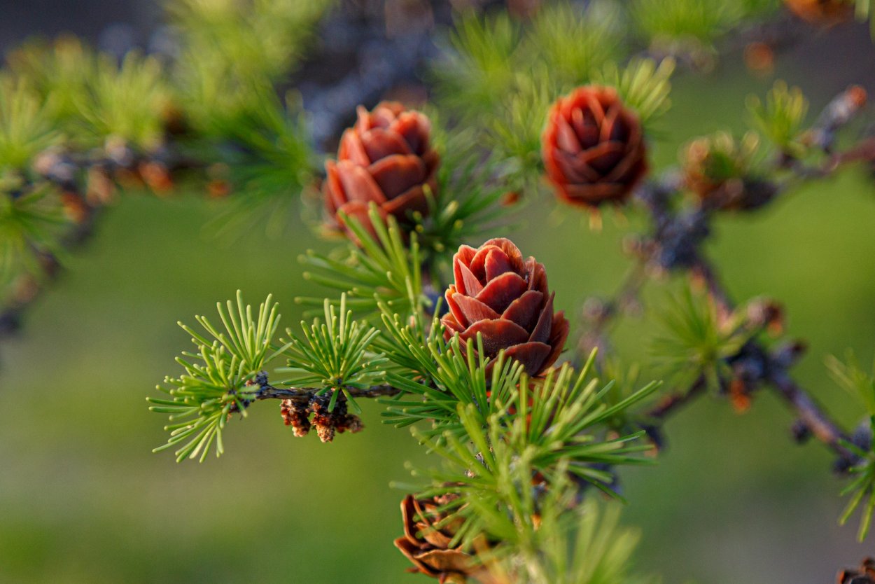 Шишечки лиственницы