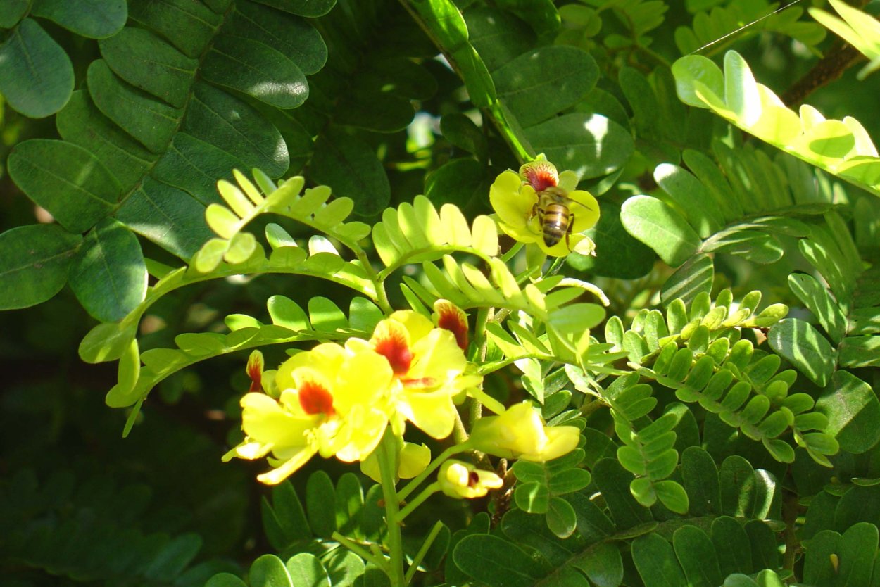 Цезальпиния железная