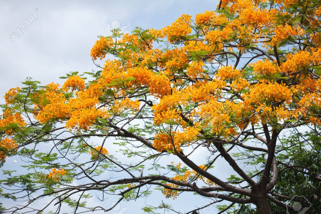 Цезальпиния дерево