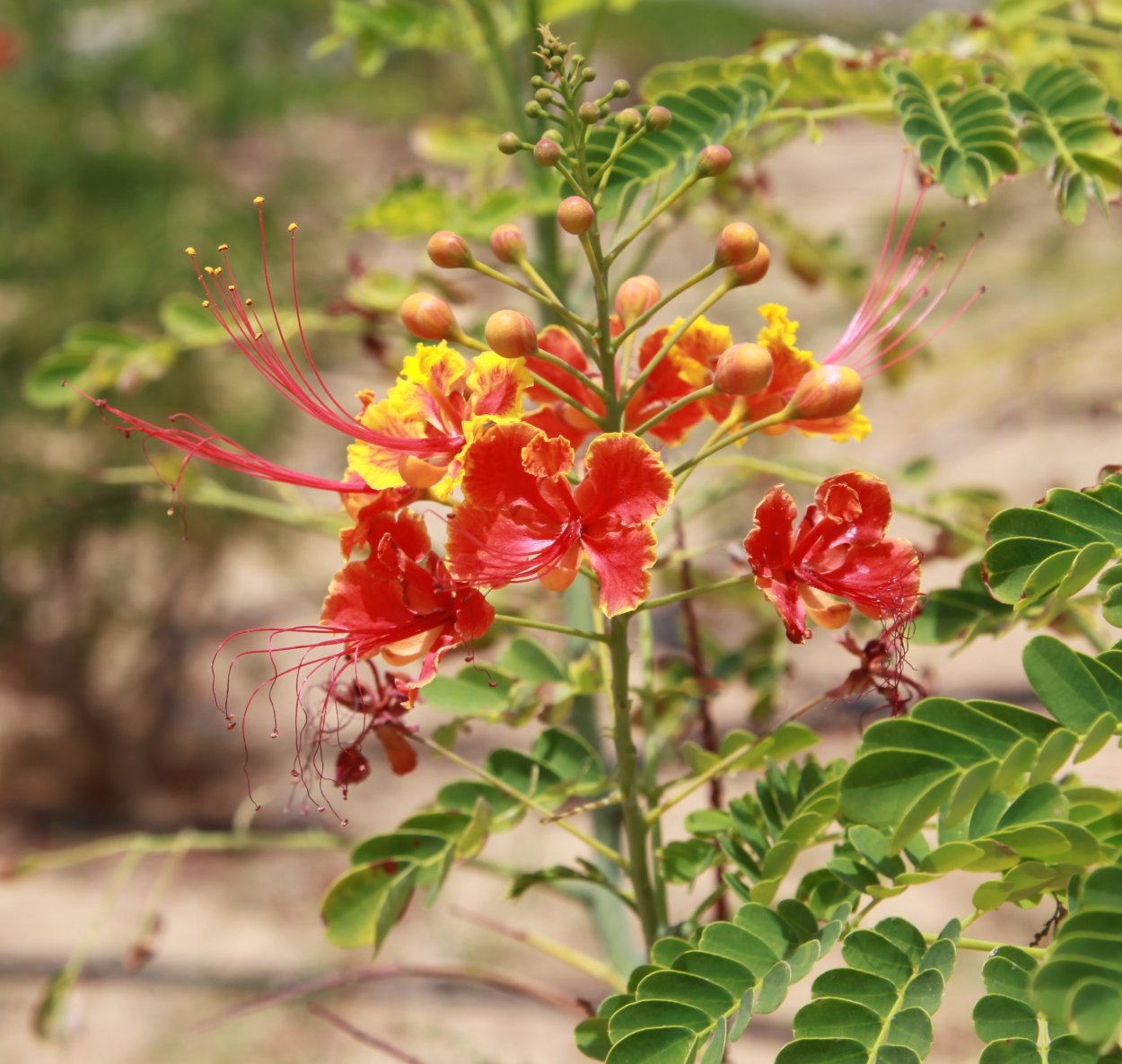 Цезальпиния Джиллиса дерево