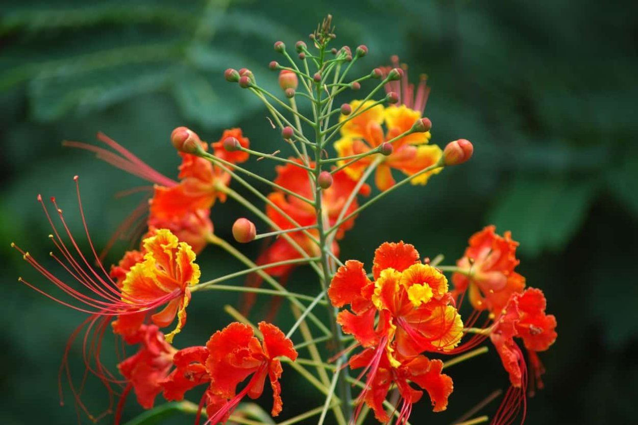 Цезальпиния цветок