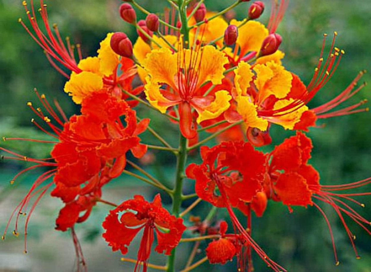 Цезальпиния Ежовая