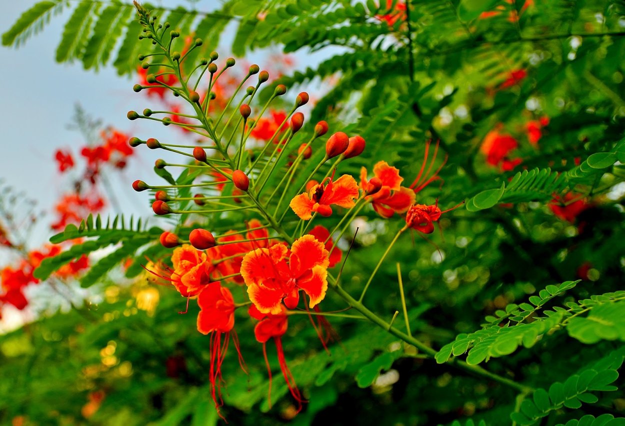 Цезальпиния Акация