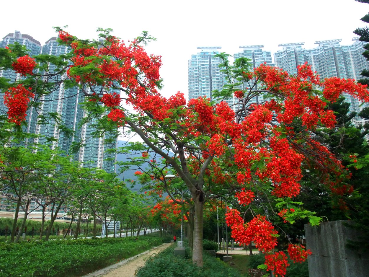 Цезальпиния Акация