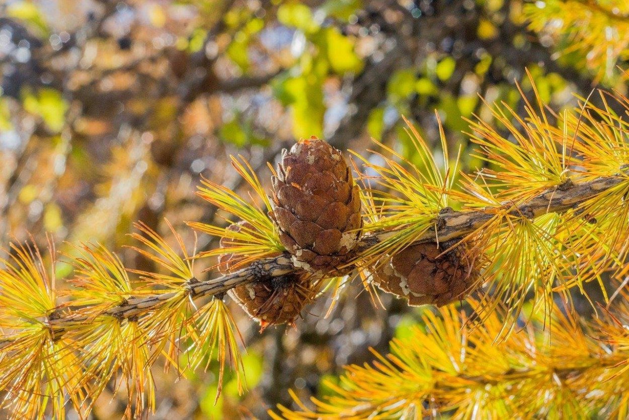 Лиственница Сибирская осенью
