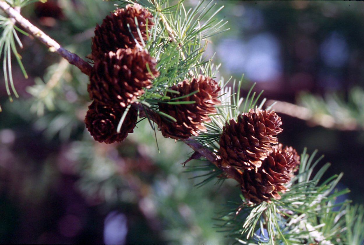 Лиственница Сибирская Larix sibirica