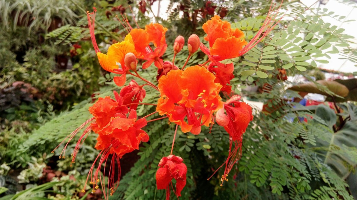 Caesalpinia praecox Южная Америка