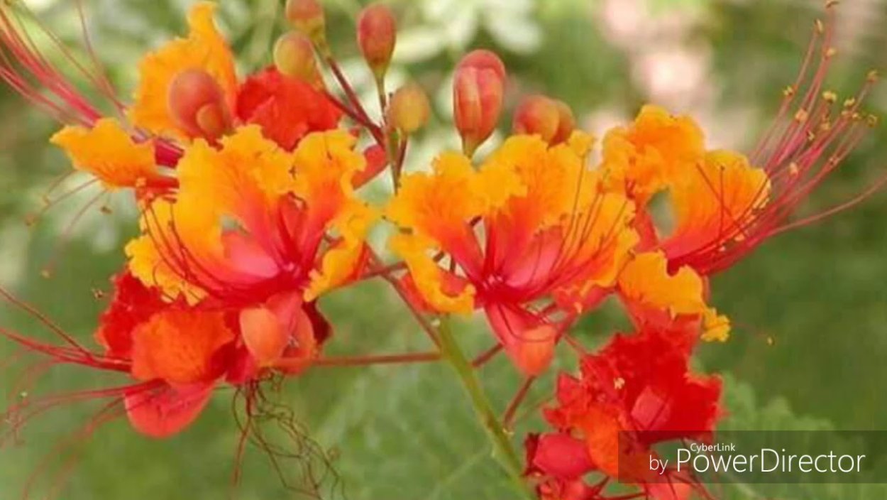 Caesalpinia prettiest