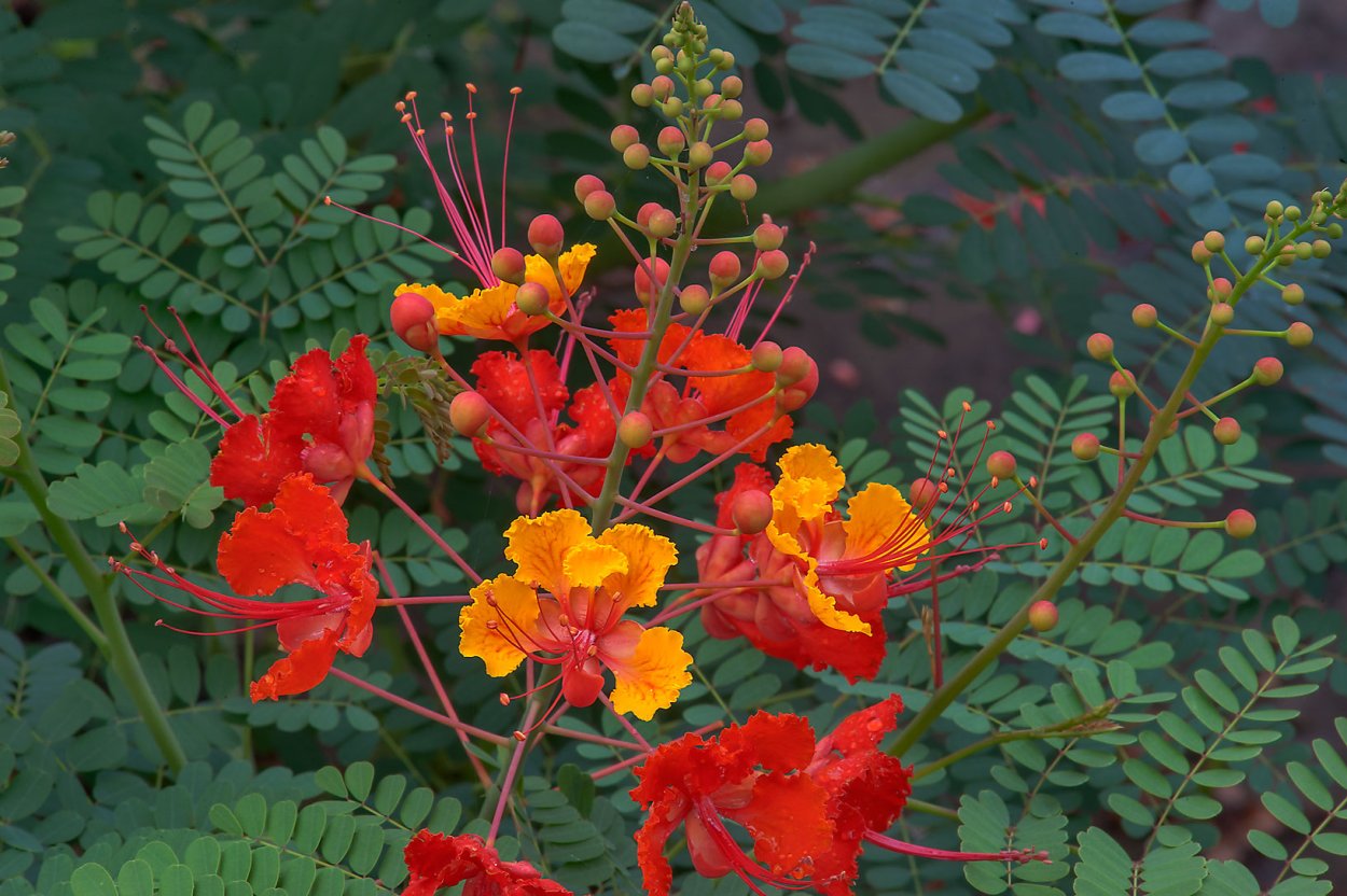 Делоникс(Фламбоян) Королевский