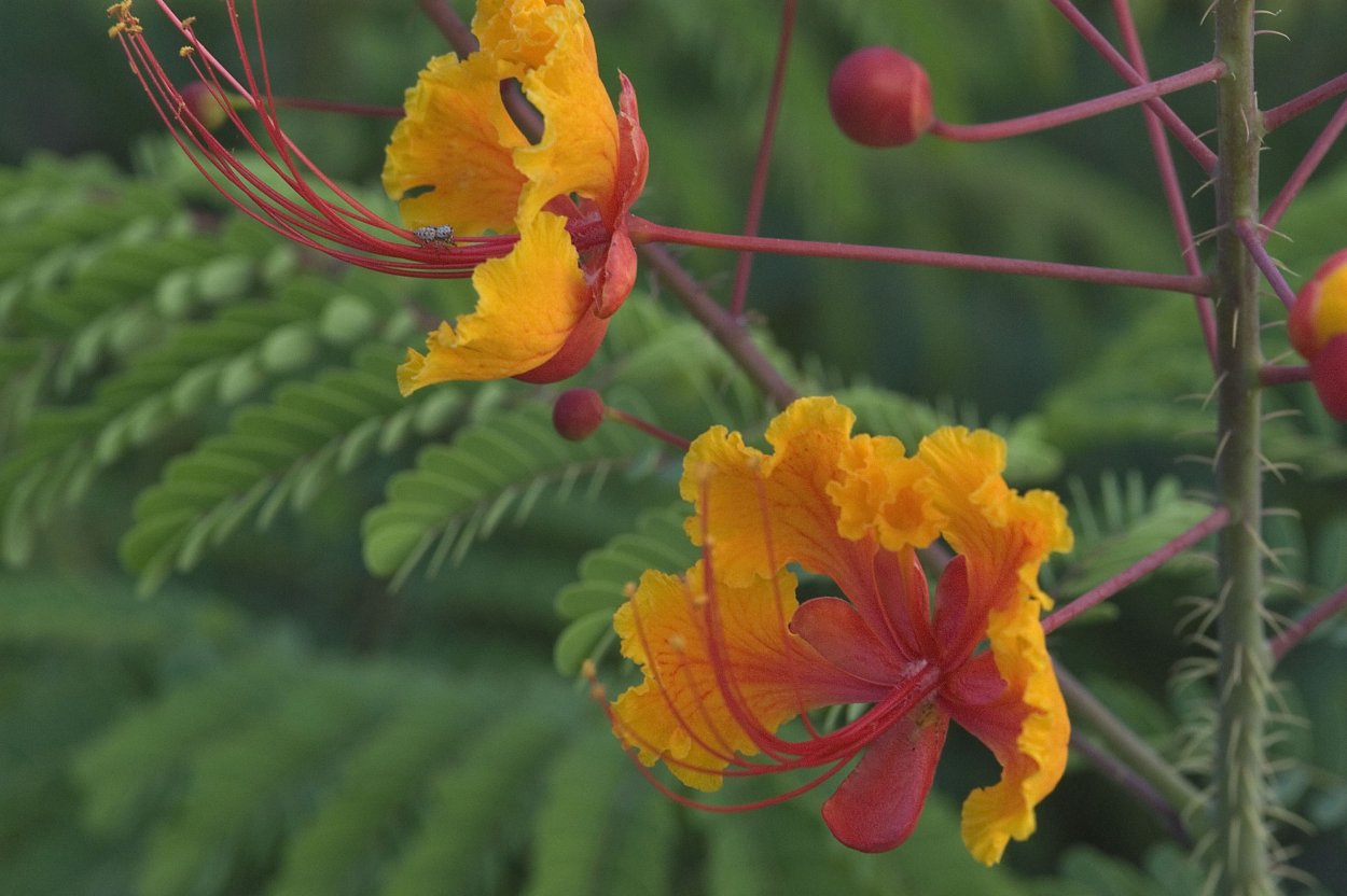 Цезальпиния Джиллиса дерево
