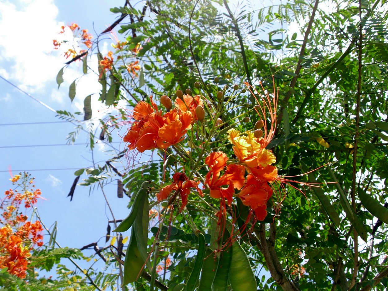 Цезальпиния Гиллеса