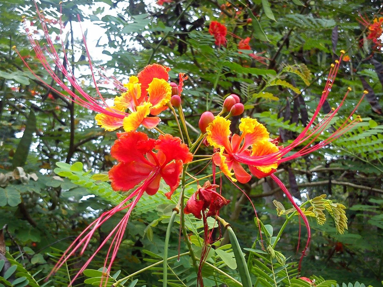 Цезальпиния дерево