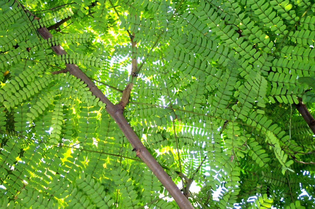 Цезальпиния колючая