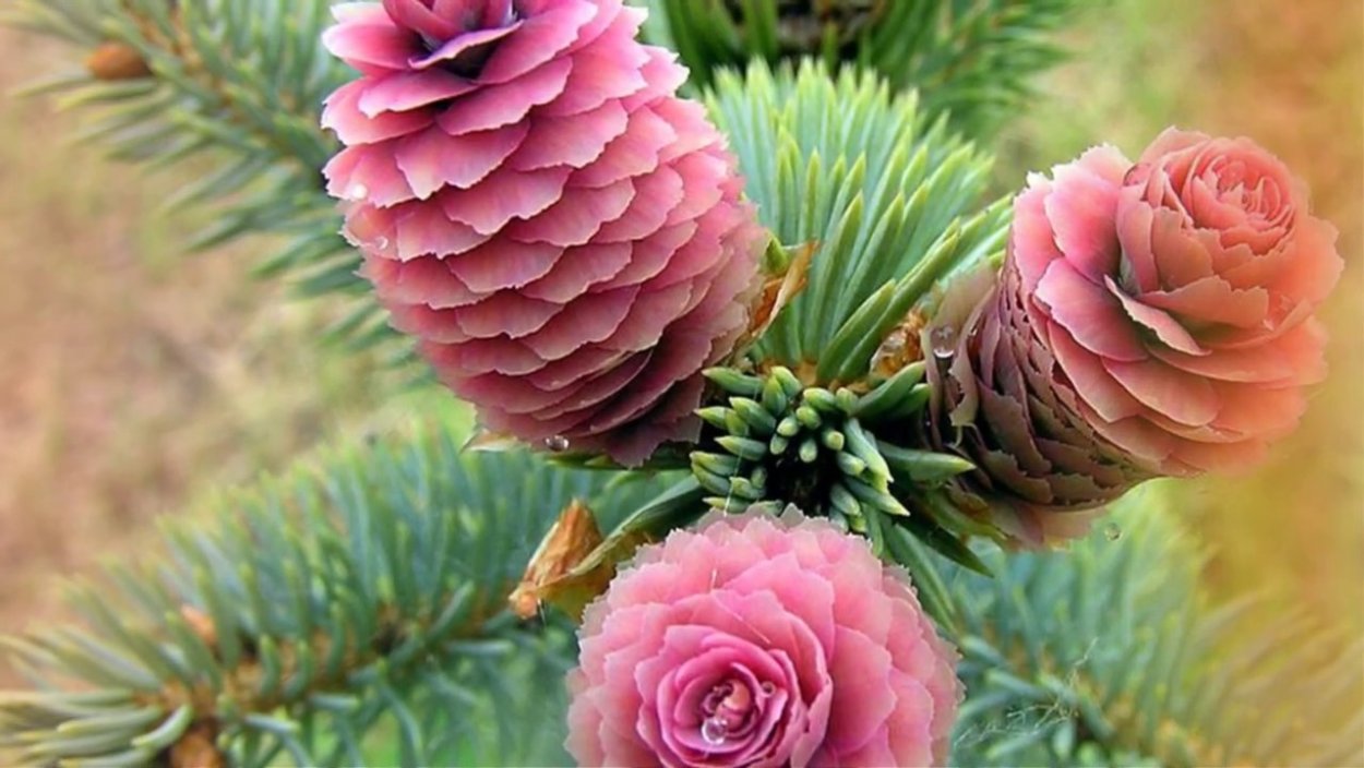 Цветущая лиственница Полярная роза