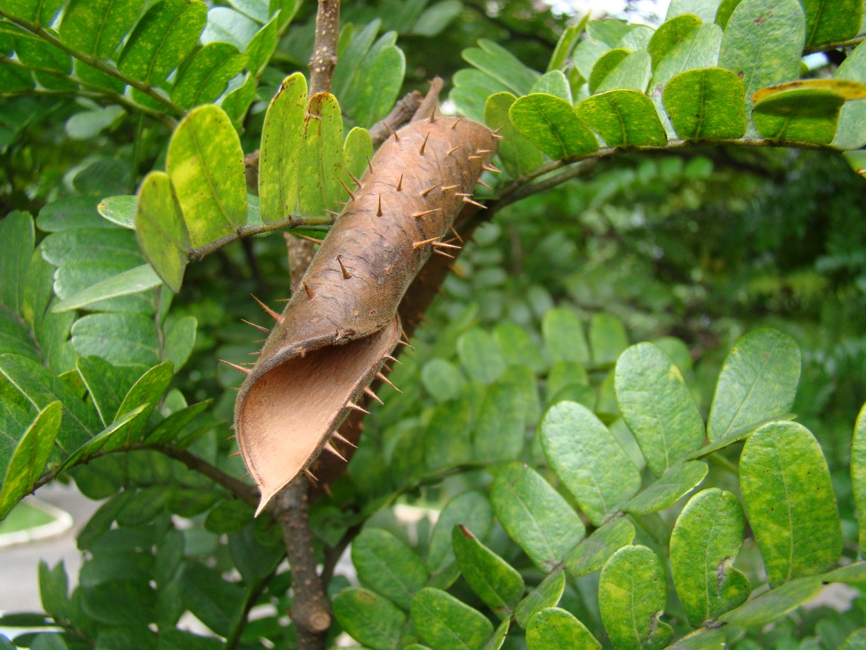 Делоникс Королевский Огненный зонтик