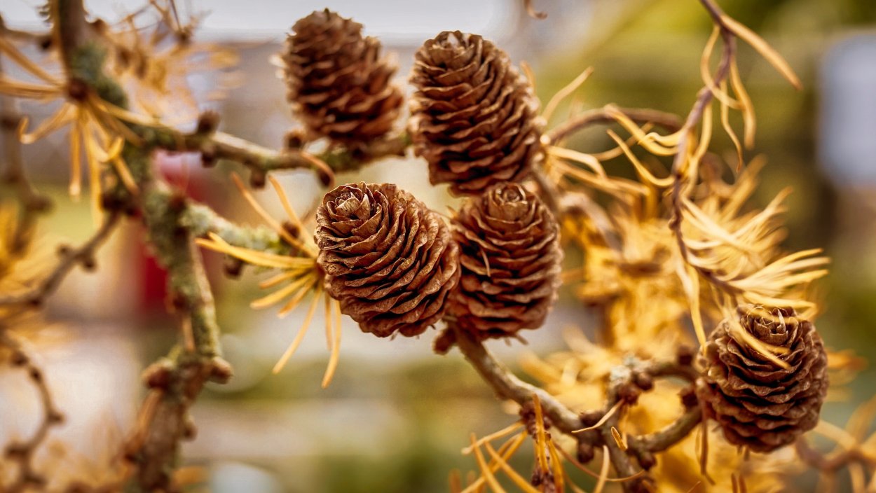 Шишки лиственницы проросшие