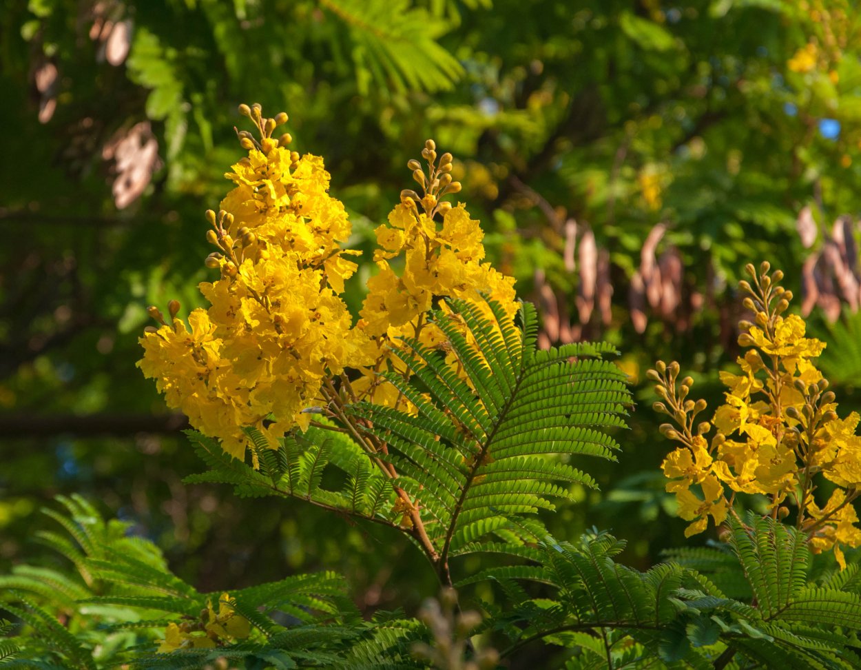 Цезальпиния Ежовая