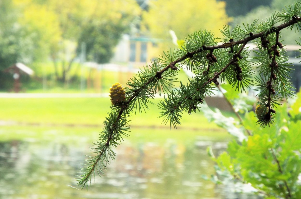 Веточка лиственницы