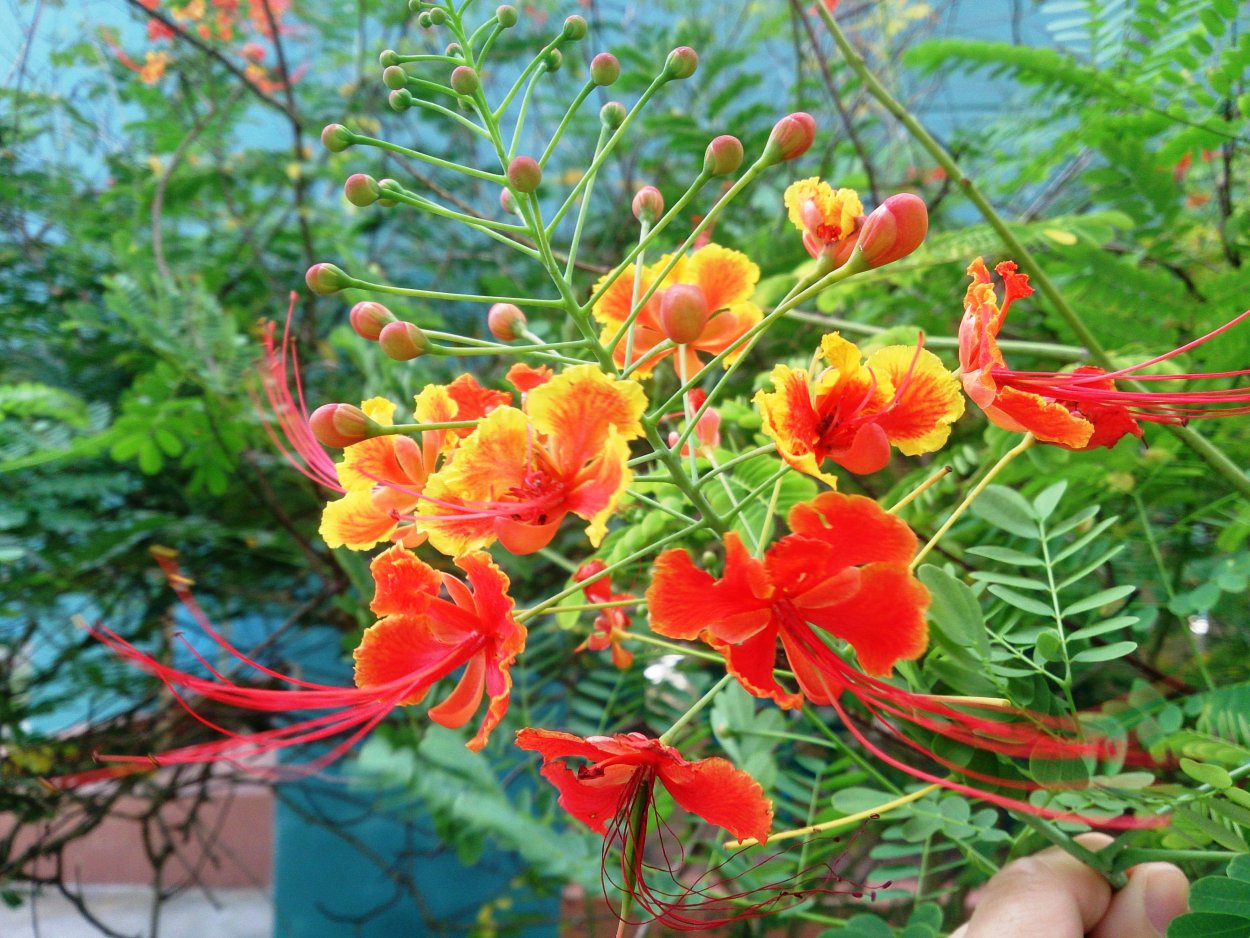 Цезальпиния Джиллиса