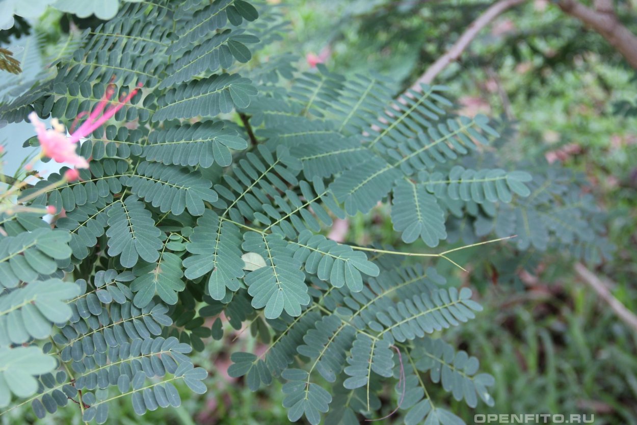 Цезальпиния прекраснейшая дерево