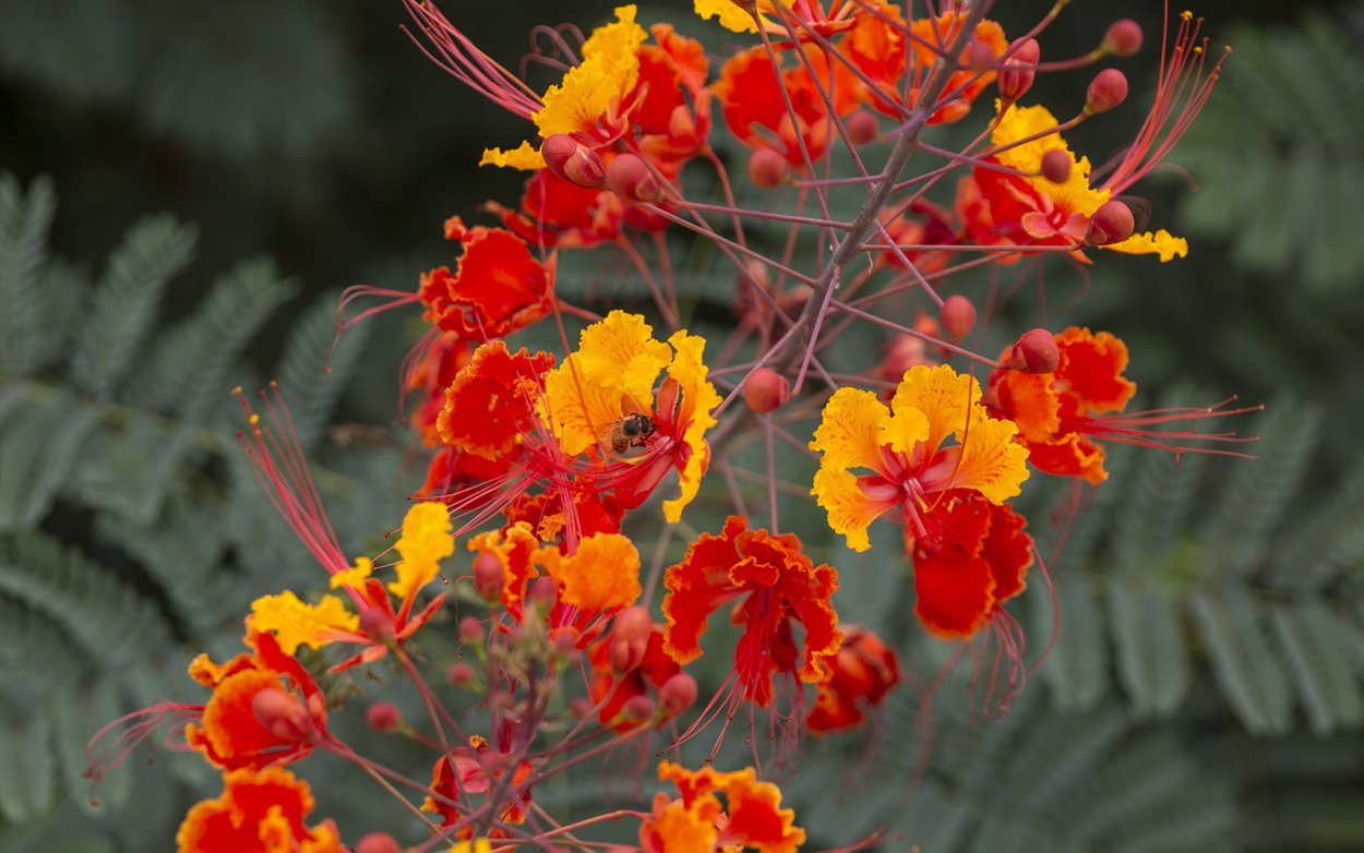 Цезальпиния Ежовая