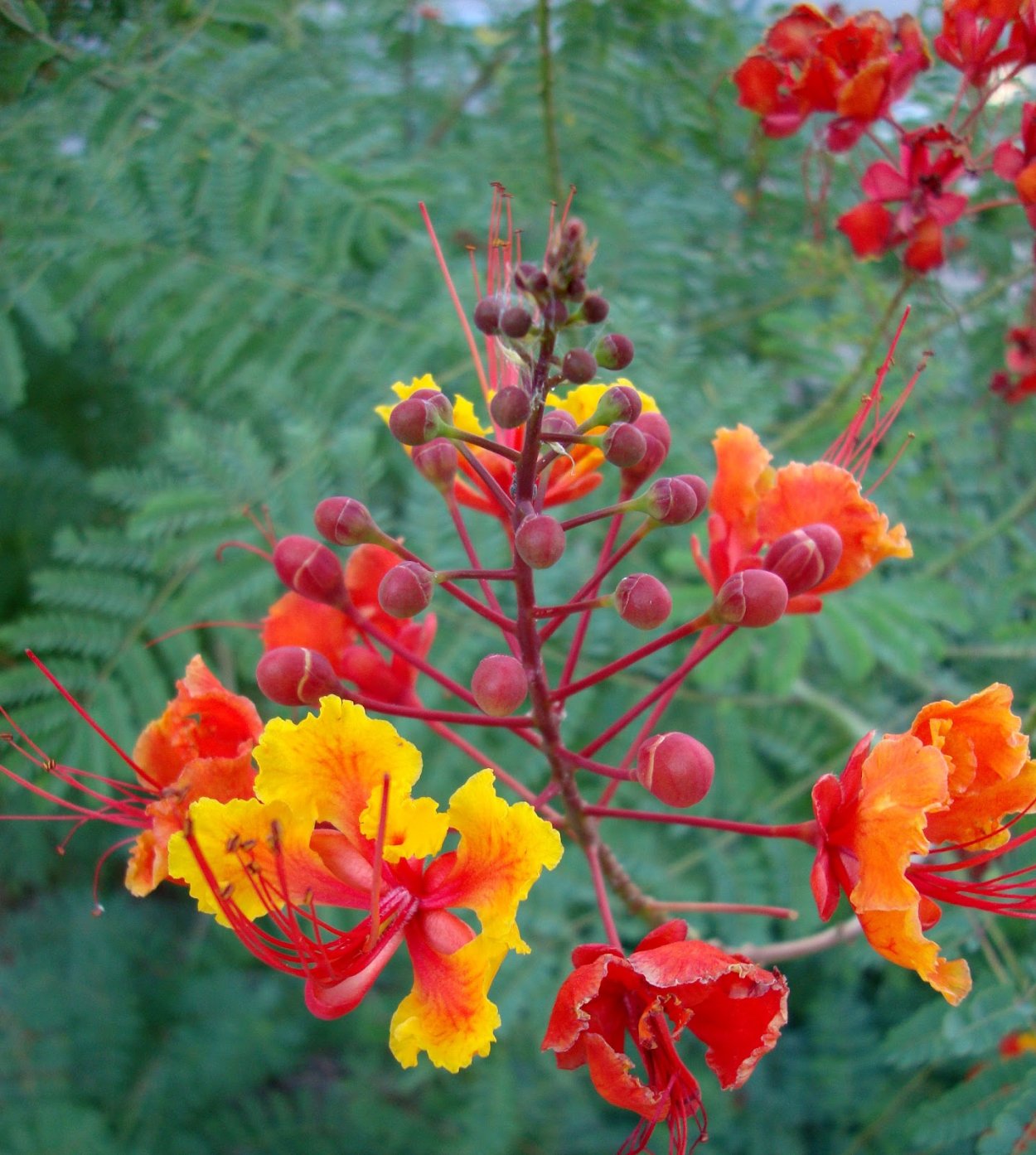 Цезальпиния Ежовая Бразилия
