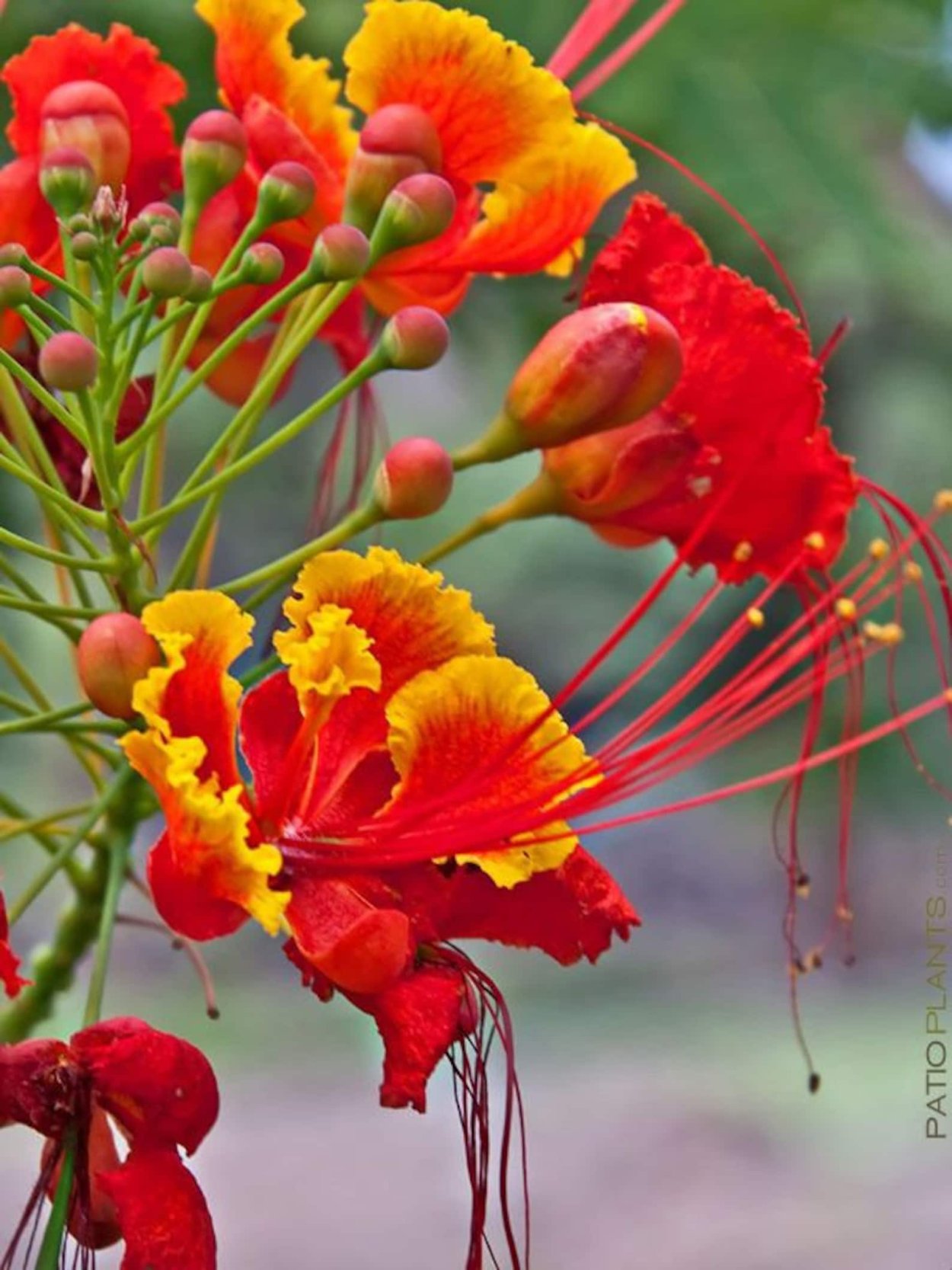 Caesalpinia pulcherrima Pink