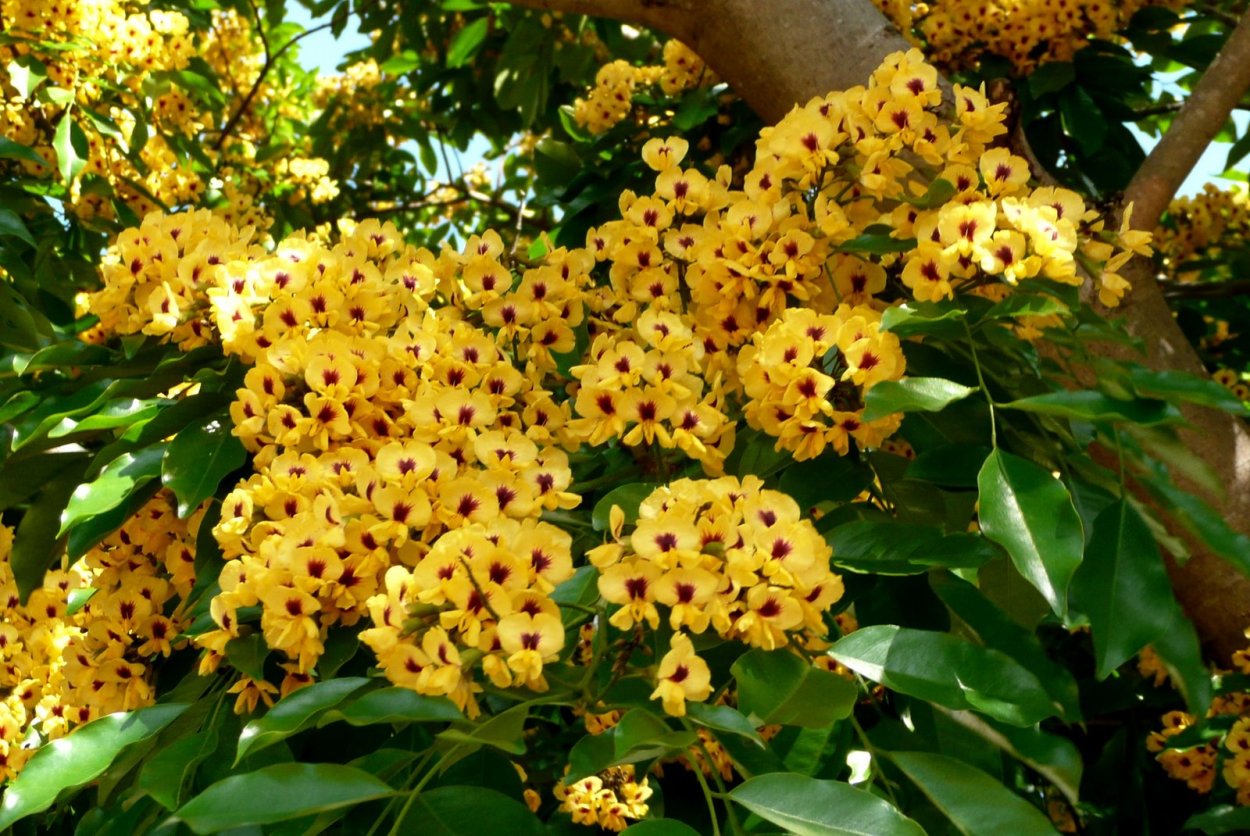 Цезальпиния Акация