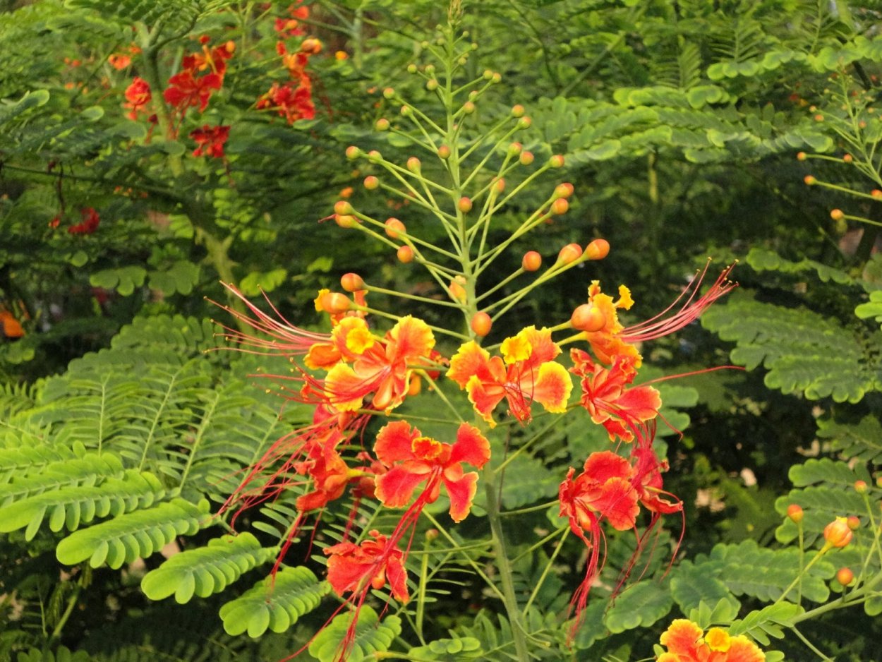 Цезальпиния Джиллиса