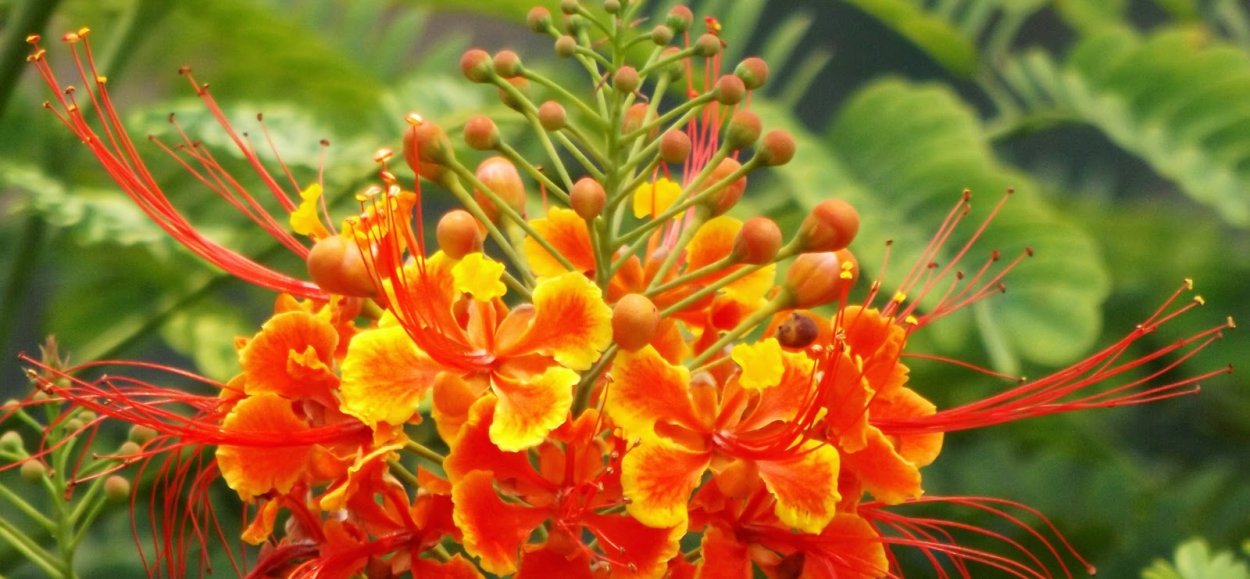 Caesalpinia pulcherrima